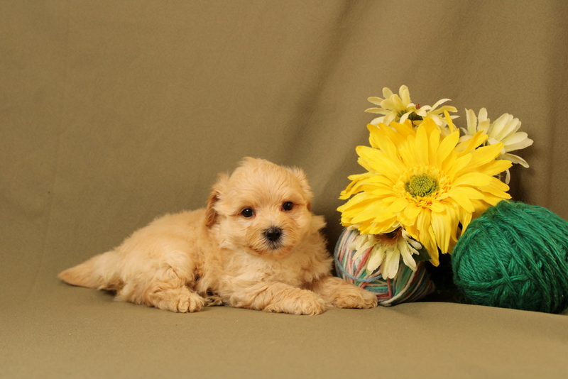 puppy, for, sale, Maltipoo, Matthew B. Stoltzfus, dog, breeder, Gap, PA, dog-breeder, puppy-for-sale, forsale, nearby, find, puppyfind, locator, puppylocator, aca
